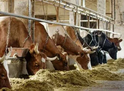 власти пришли изымать скот в монастырь в козихе - Сайт Газеты «Совершенно Секретно»