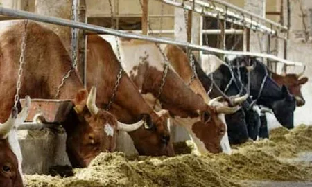 Власти пришли изымать скот в монастырь в Козихе