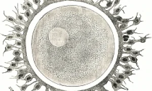 На таможне Владикавказа задержана женщина, пытавшаяся вывезти яйцеклетки на 2,5 млн рублей