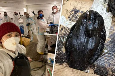 на побережье анапы нашли более 200 мертвых и измазанных в нефтепродуктах птиц - Сайт Газеты «Совершенно Секретно»