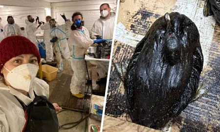 На побережье Анапы нашли более 200 мёртвых и измазанных в нефтепродуктах птиц