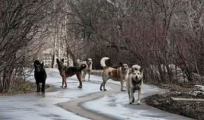 в переславле-залесском собаки насмерть загрызли женщину - Сайт Газеты «Совершенно Секретно»