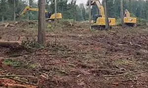 Жители сразу нескольких округов Подмосковья обвинили местные власти в варварском отношении к природоохранным зонам