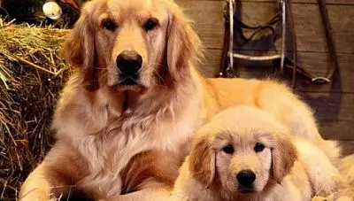 в рф собираются ввести обязательную маркировку домашних животных - Сайт Газеты «Совершенно Секретно»