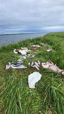 почём рыба?! на камчатке задержан браконьер, который поймал улов на один миллион рублей - Сайт Газеты «Совершенно Секретно»