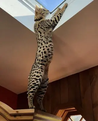 суд вернул кошку породы саванна f1 владелице - Сайт Газеты «Совершенно Секретно»