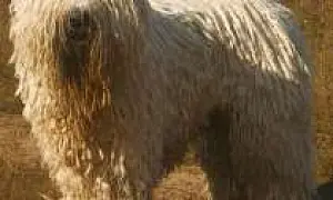 В Свердловской области женщина попала под поезд, когда спасала свою собаку от смерти