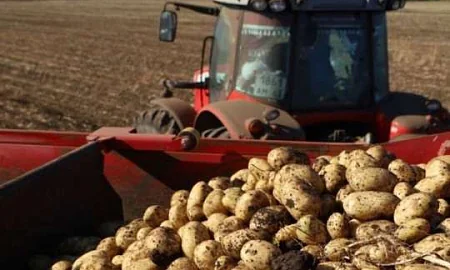 Российские фермеры могут уничтожить урожай овощей из-за отказа торговых сетей закупать отечественную продукцию