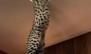 Суд вернул кошку породы Саванна F1 владелице