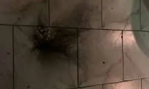 В Латвии неизвестный зашел в бар и кинул гранату в толпу журналистов Русской службы «Би-би-си»*