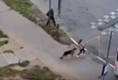 в подмосковье хозяин овчарки спокойно ушёл после того, как его собака покусала ребёнка (видео) - Сайт Газеты «Совершенно Секретно»