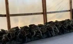 Сотрудники ФСБ накрыли парашютный клуб, где подростком выдавали снаряжение с истекшим сроком годности