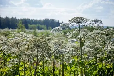 в совфеде предложили штрафовать дачников за борщевик на участках - Сайт Газеты «Совершенно Секретно»