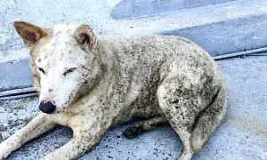 Содержание бензола и сажи в воздухе Туапсе превысило норму в 2-3 раза из-за пожара после атак БПЛА