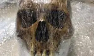 Жительница Москвы пыталась с помощью самолёта доставить американцу человеческий череп