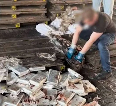 фсб: в порту санкт-петербурга нашли 500 кг кокаина в тушах тунца - Сайт Газеты «Совершенно Секретно»