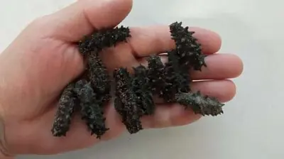 таможенники пресекли контрабанду трепанга в китай - Сайт Газеты «Совершенно Секретно»