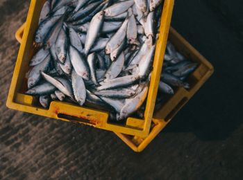 в россии приняли закон о любительской рыбалке