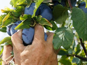 россия разрешила ввоз молдавских фруктов впервые с лета 2014 года