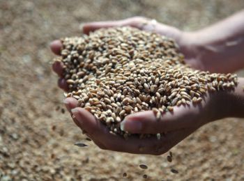 казахстан увеличивает импорт российского зерна