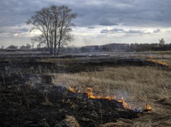 рослесхоз предлагает ввести уголовную ответственность за сжигание сухой травы