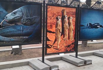 в москве проходит уникальная фотовыставка «мир глазами женщин»