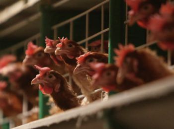 россия с 10 июня запрещает транзит мяса птицы из сша