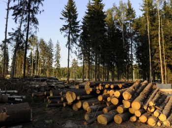 украинцы рубят чернобыльский лес на дрова из-за подорожания газа