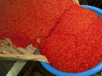камчатская полиция уничтожила почти 9 тонн лососевой икры