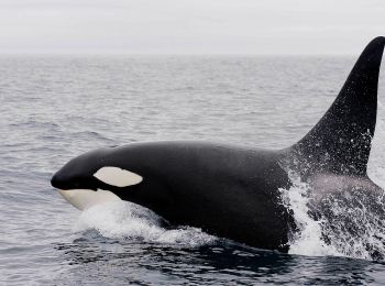 фсб завела дела против организаторов «китовой тюрьмы» в приморье