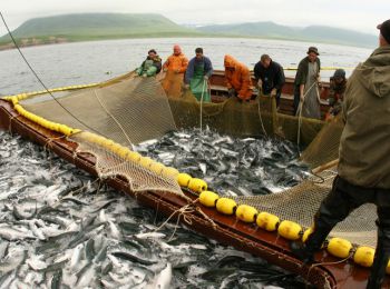 росрыболовство увеличило добычу рыбы благодаря эмбарго