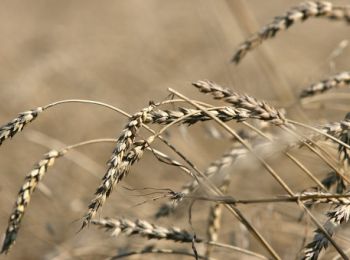 пшеница в сша подорожала после сообщения о введении экспортных пошлин россией
