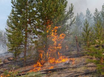 чиновники уехали отдыхать вместо борьбы с лесными пожарами в сибири
