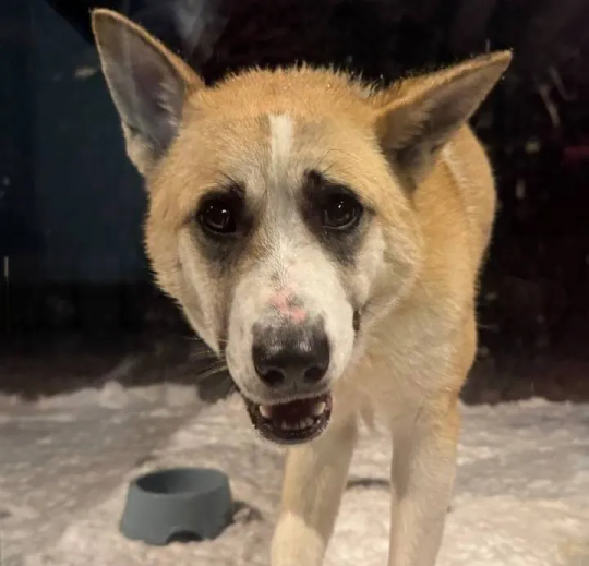 СОБАКА – ДРУГ ЧЕЛОВЕКА ИЛИ ЕГО ЖЕРТВА? - Совершенно Секретно