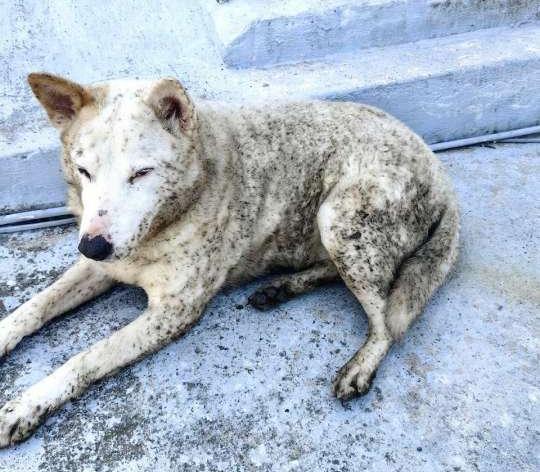 Содержание бензола и сажи в воздухе Туапсе превысило норму в 2-3 раза из-за пожара после атак БПЛА