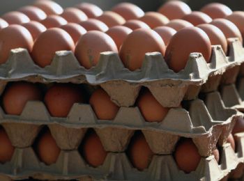 правозащитников закидали яйцами на пресс-конференции о чечне