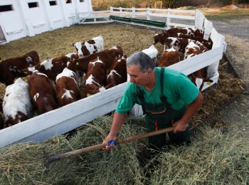 правительство россии увеличило субсидии на развитие животноводства на 5 млрд рублей