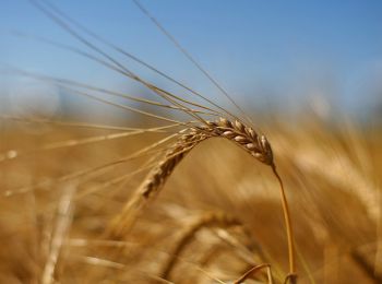 россия отменила экспортную пошлину на пшеницу