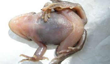 на урале появились лягушки-мутанты — прозрачные и с лишними пальцами