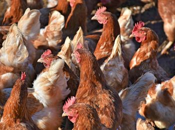 минсельхоз обещает снижение цен на курицу в этом году