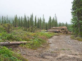 минприроды разрешит строительство в российских лесах