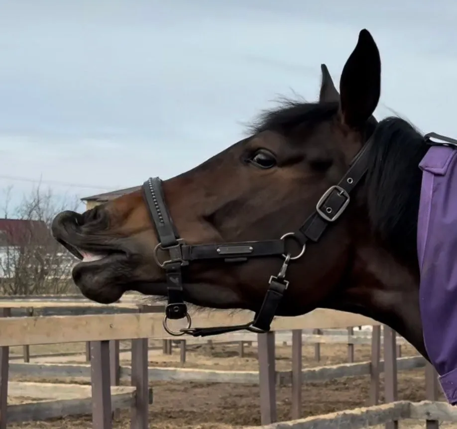 Максима Парк конноспортивный клуб