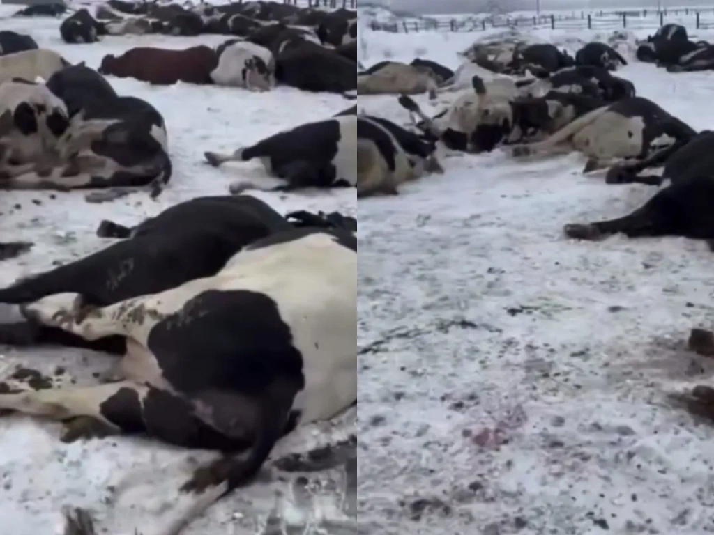 туши после санитарных мер