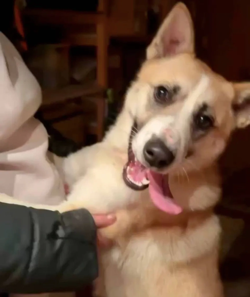 герда герда с хозяйкой