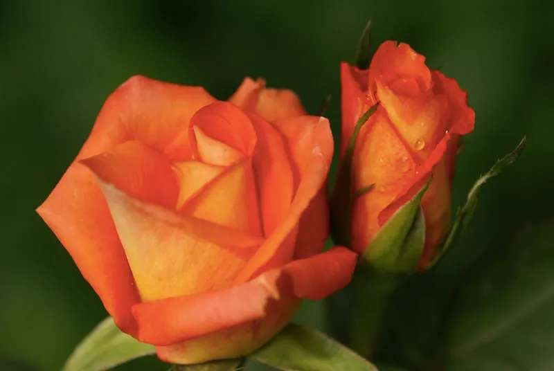 роза моника выращивание