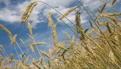 нулевую пошлину на российскую пшеницу продлили до 2021 года