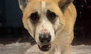 СОБАКА – ДРУГ ЧЕЛОВЕКА ИЛИ ЕГО ЖЕРТВА?