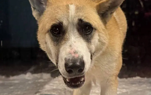 СОБАКА – ДРУГ ЧЕЛОВЕКА ИЛИ ЕГО ЖЕРТВА?