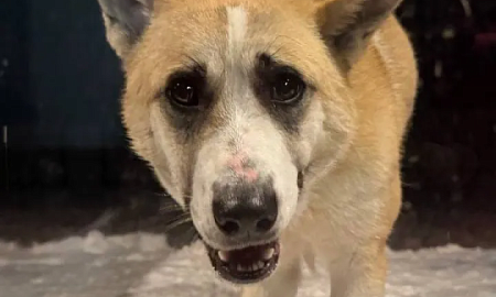 СОБАКА – ДРУГ ЧЕЛОВЕКА ИЛИ ЕГО ЖЕРТВА?