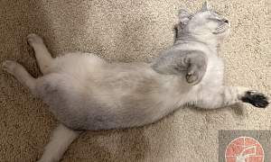 В Госдуму внесли законопроект об обязательной регистрации и маркировке домашних животных